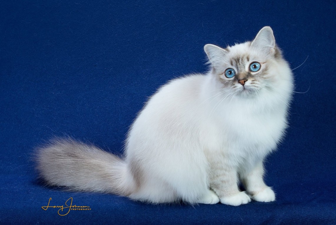 A Birman cat