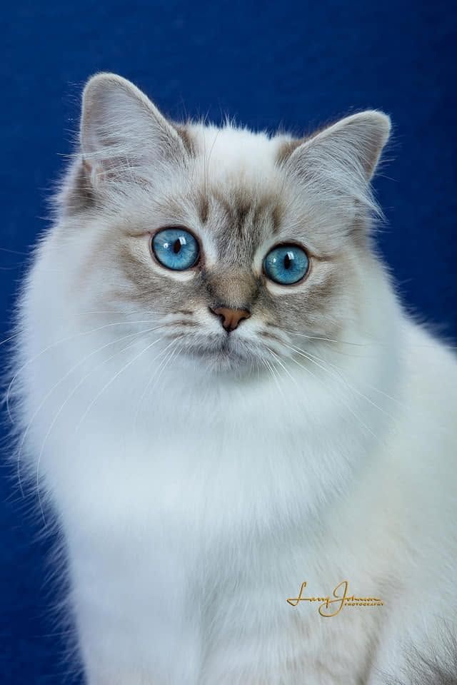 Mist Kist Birmans